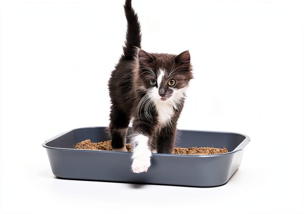 Organic Verdana Cat Litter Deodorizer Activated Charcoal-4